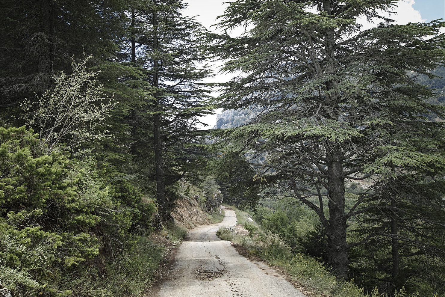 Cedar reserve Lebanon