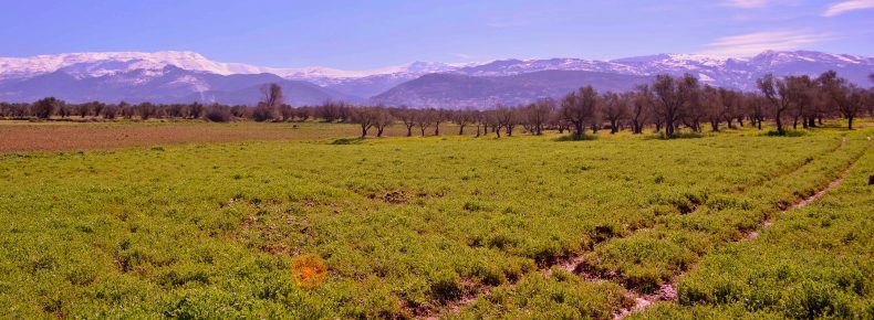 Al Koura, North Lebanon - Batroun area