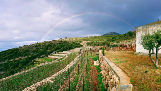 Lunch in the vineyards - Lebanese wine