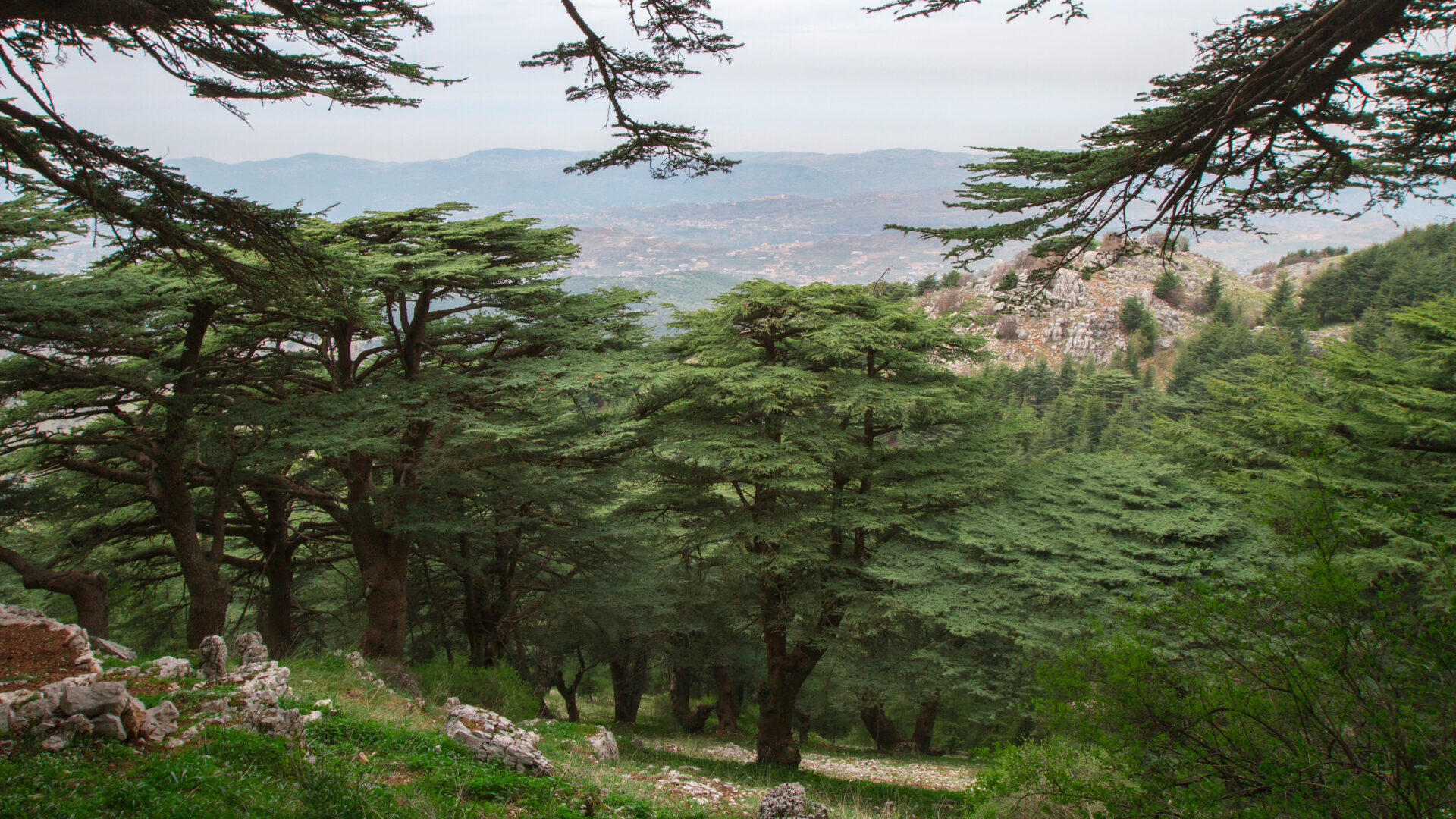 Chouf Cedar Reserve - Maasser Forest