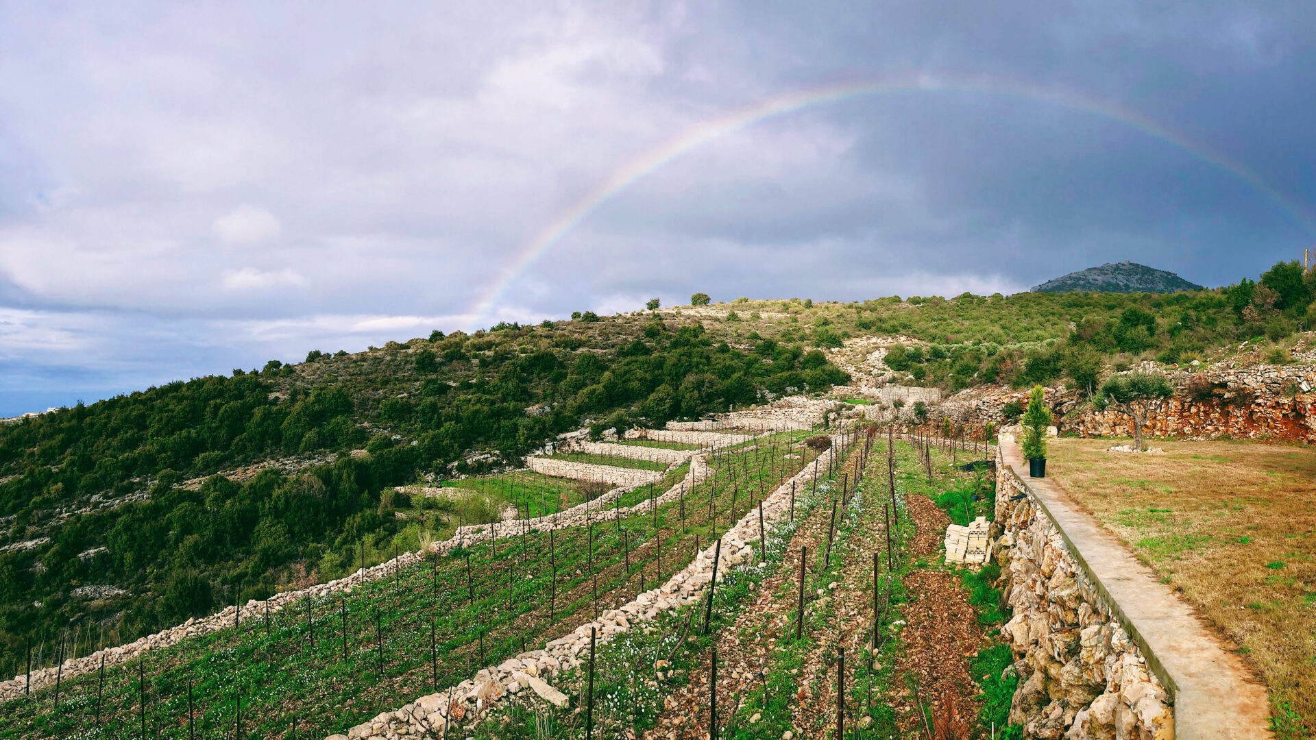 Wine tasting in Lebanon