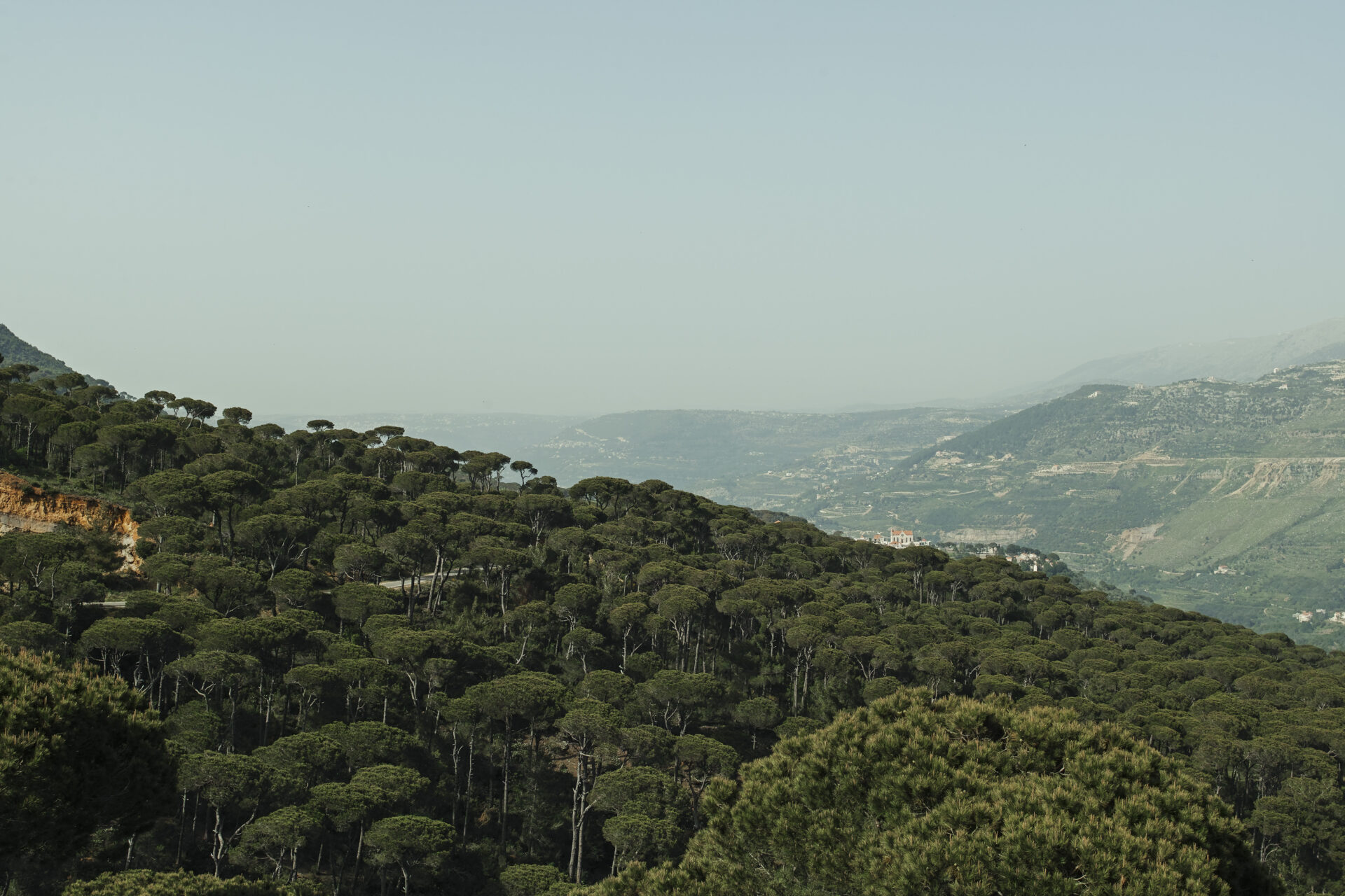 Lebanon Forests