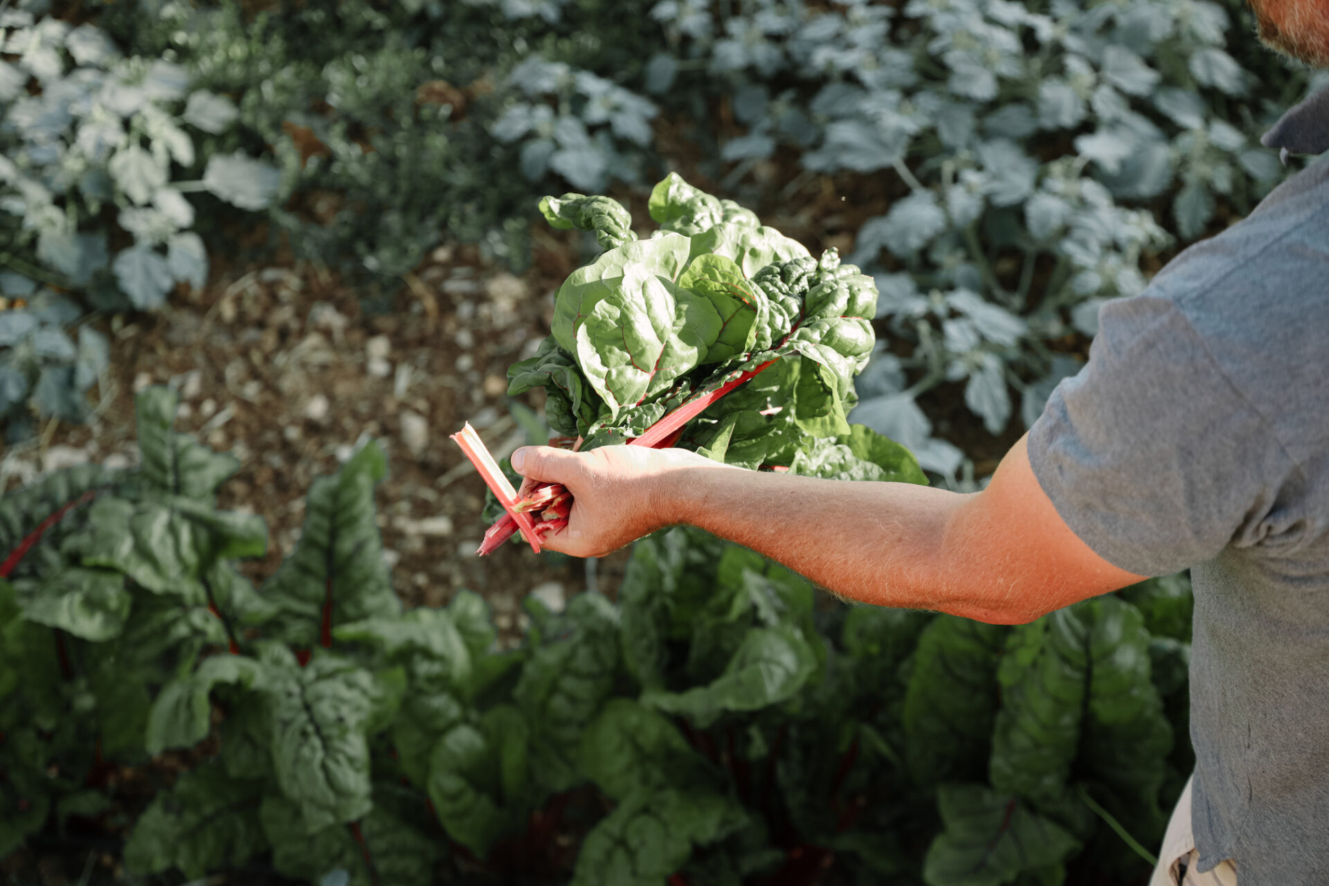 Agrotourism in Lebanon